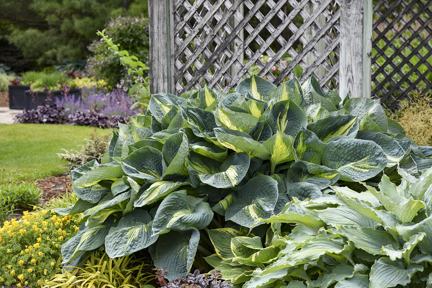Hosta